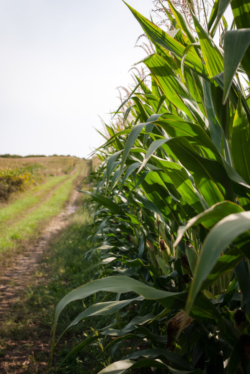 Tennessee Corn field representing Real Estate Agriculture opportunites in Tennssee 