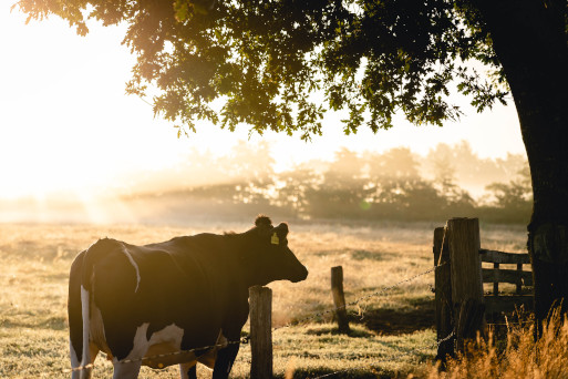 Black and White Cow under a tree in Tennessee representing Real Estate Agriculture opportunities in Tennessee