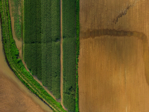 Field in Tennessee showing crops representing Real Estate natural resource opportunities in Tennessee